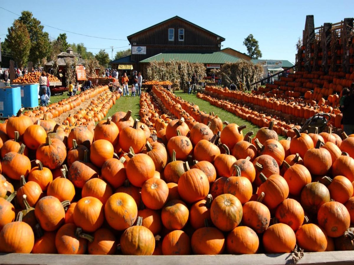 October Fun: The Pumpkin Patch