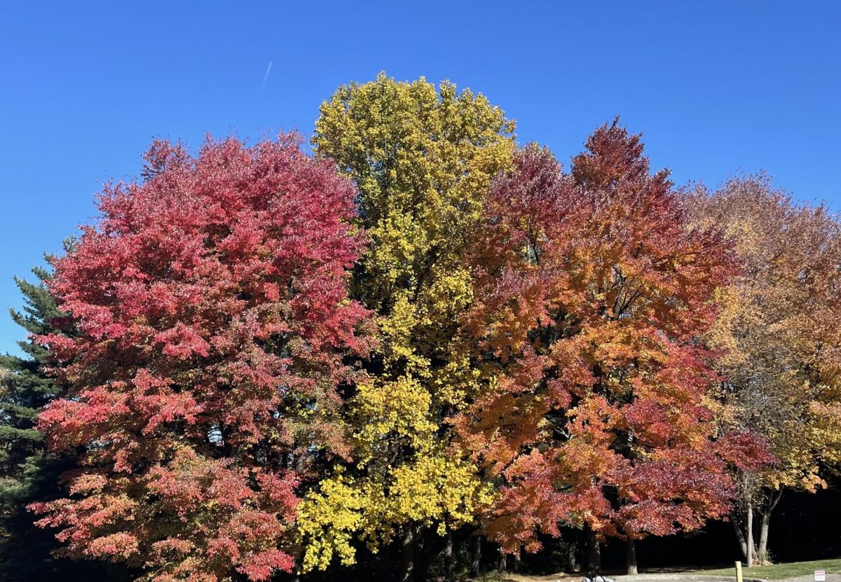 A picture of changing leaves taken in Braddock Heights, Frederick MD