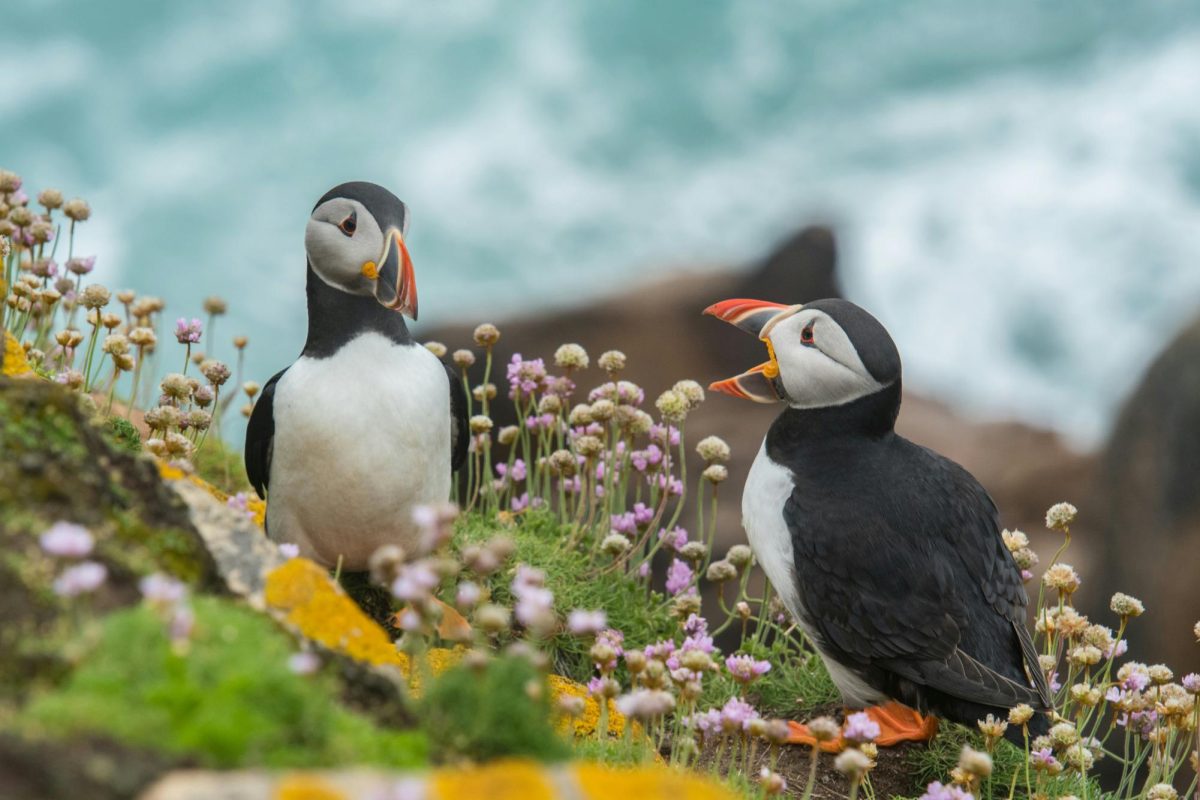 Puffin Talks on the Saltee Islands Mountains of Ireland